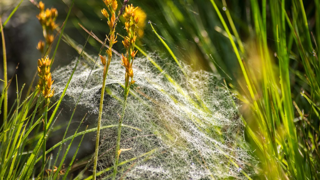 Dew covered cobwebs around a bog asphodel plant
