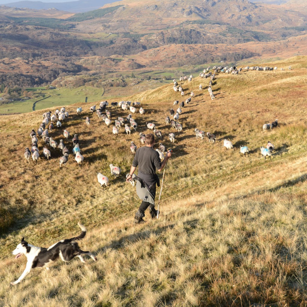A shepherd walking down a hillside with his dog beside him and a flock of sheep moving down the hill. The image is taken in the Coniston Fells, Cumbria.