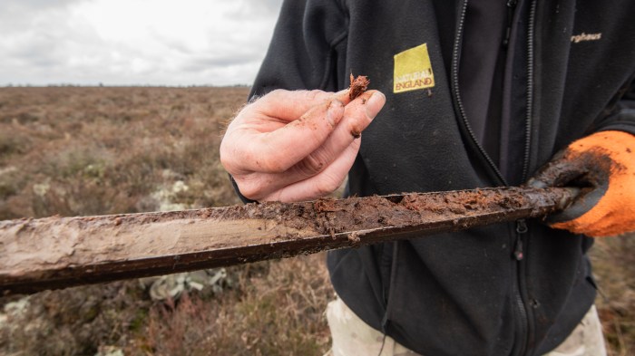 An image of a person standing and holding a peat corer, with some plant matter held between their fingers. the core shows peat as well as clay. the emblem on the person's jacket reads 'Natural England'.