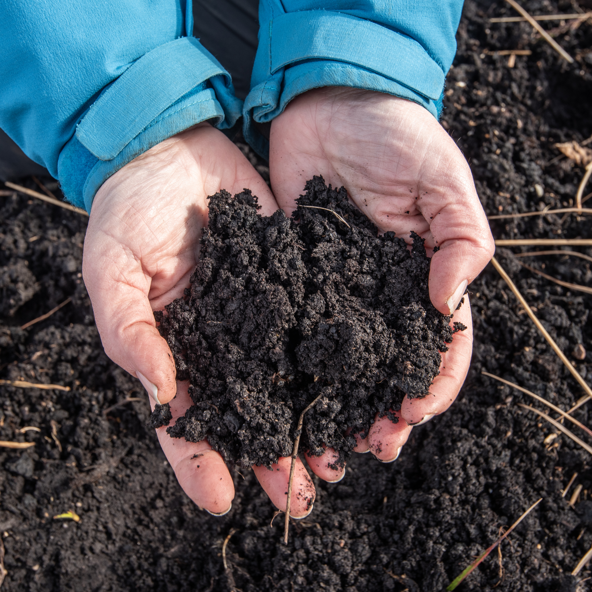 A woman in a blue coat is holding out both her hands to show a small sample of the peat that has been removed from Bolton Fell Moss.