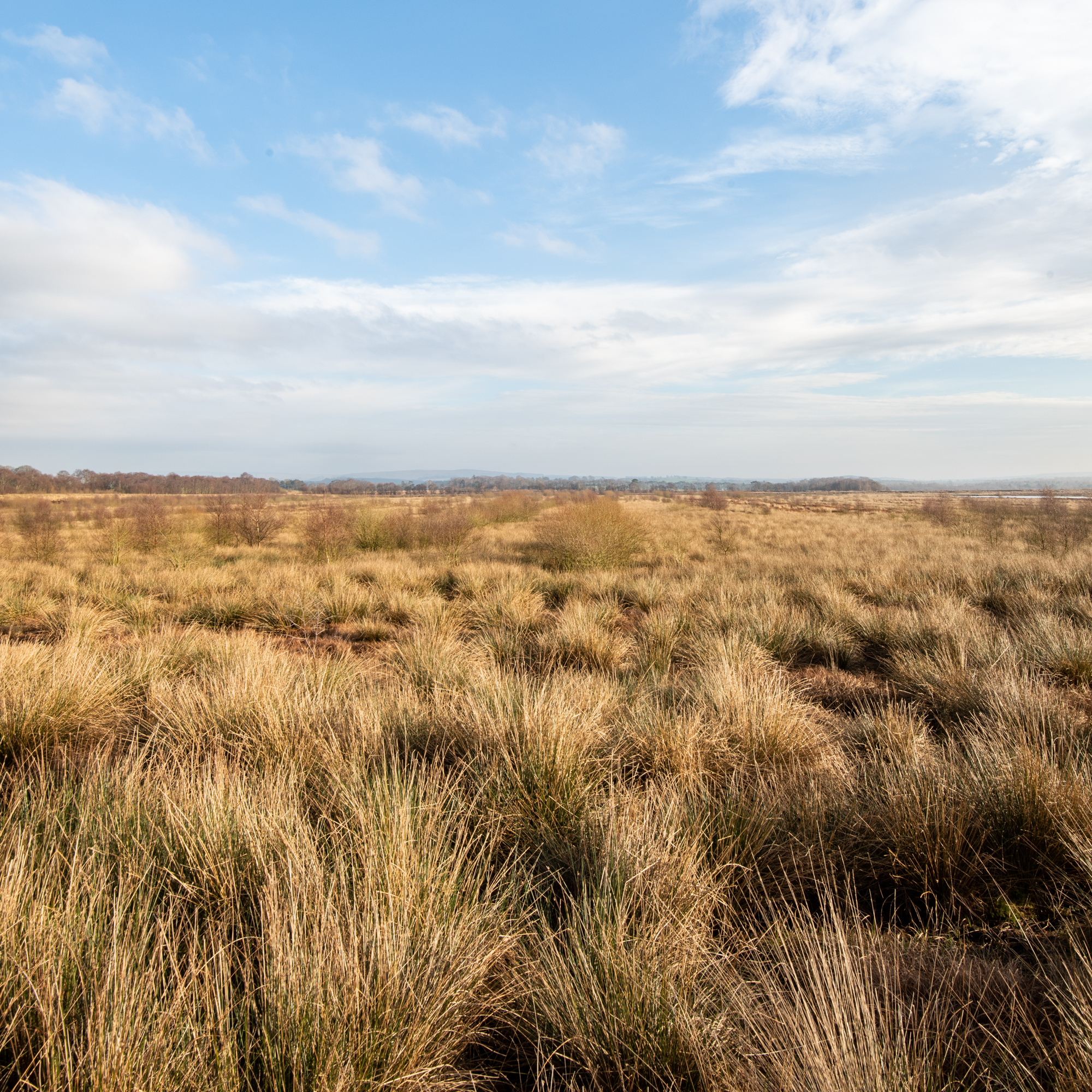 A bright sunny day. The view is looking across a swathe of golden grass. There are a few small birch trees in the middle ground. In the far distance there are some hills.