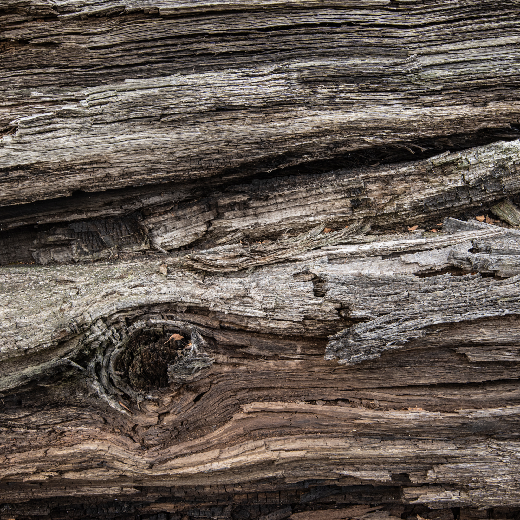 A close up detail of a dead tree lying down. The wood is grey and splintered and shows a lot of detail in the grain.