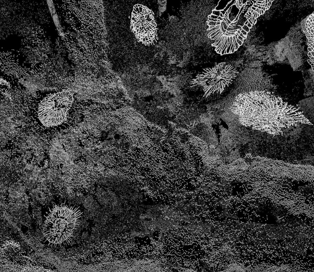 The Fossilised Sea, a still image from a film by Daksha Patel showing illustrations of fossils laid against a black and white background of rocks