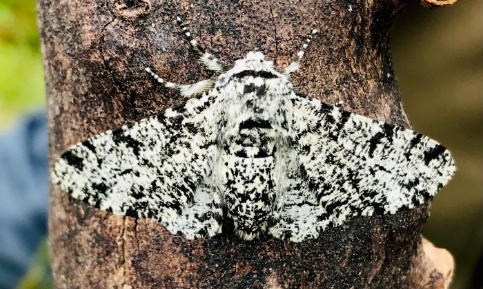 Animage of a pepper moth which is black and white, shown against a branch