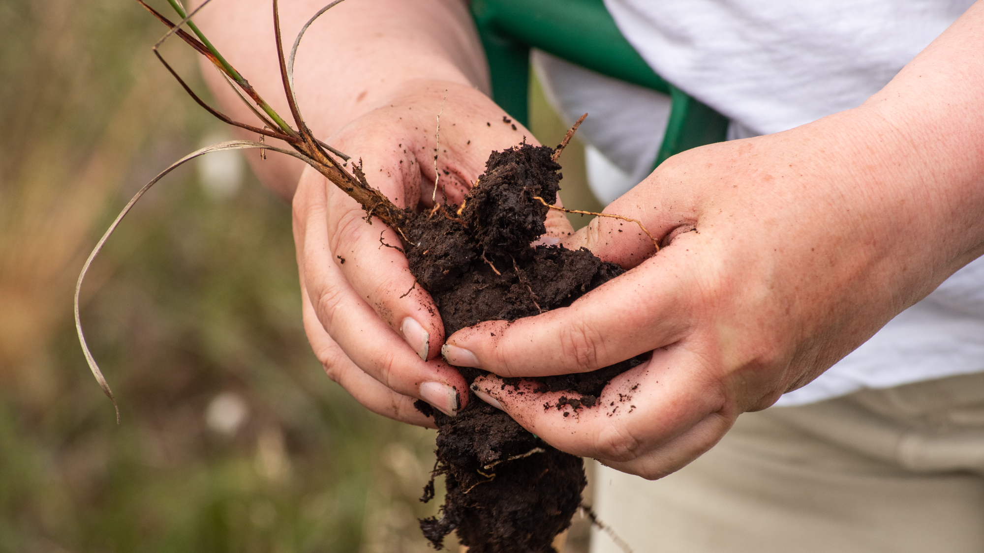 a clump of peat and cotton grass held in a young person's hands