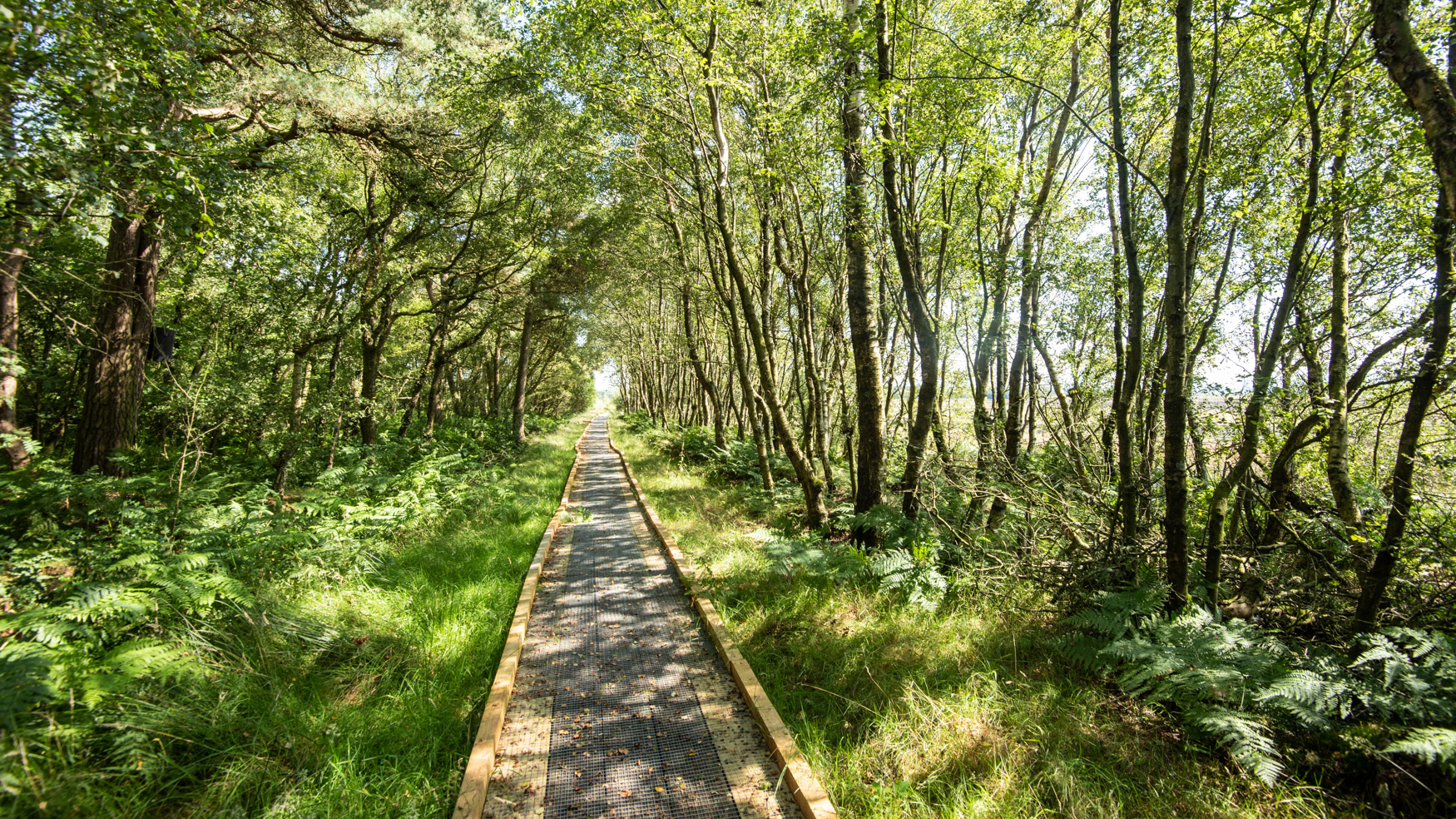 A boardwalk running between trees, in dappled sunlight