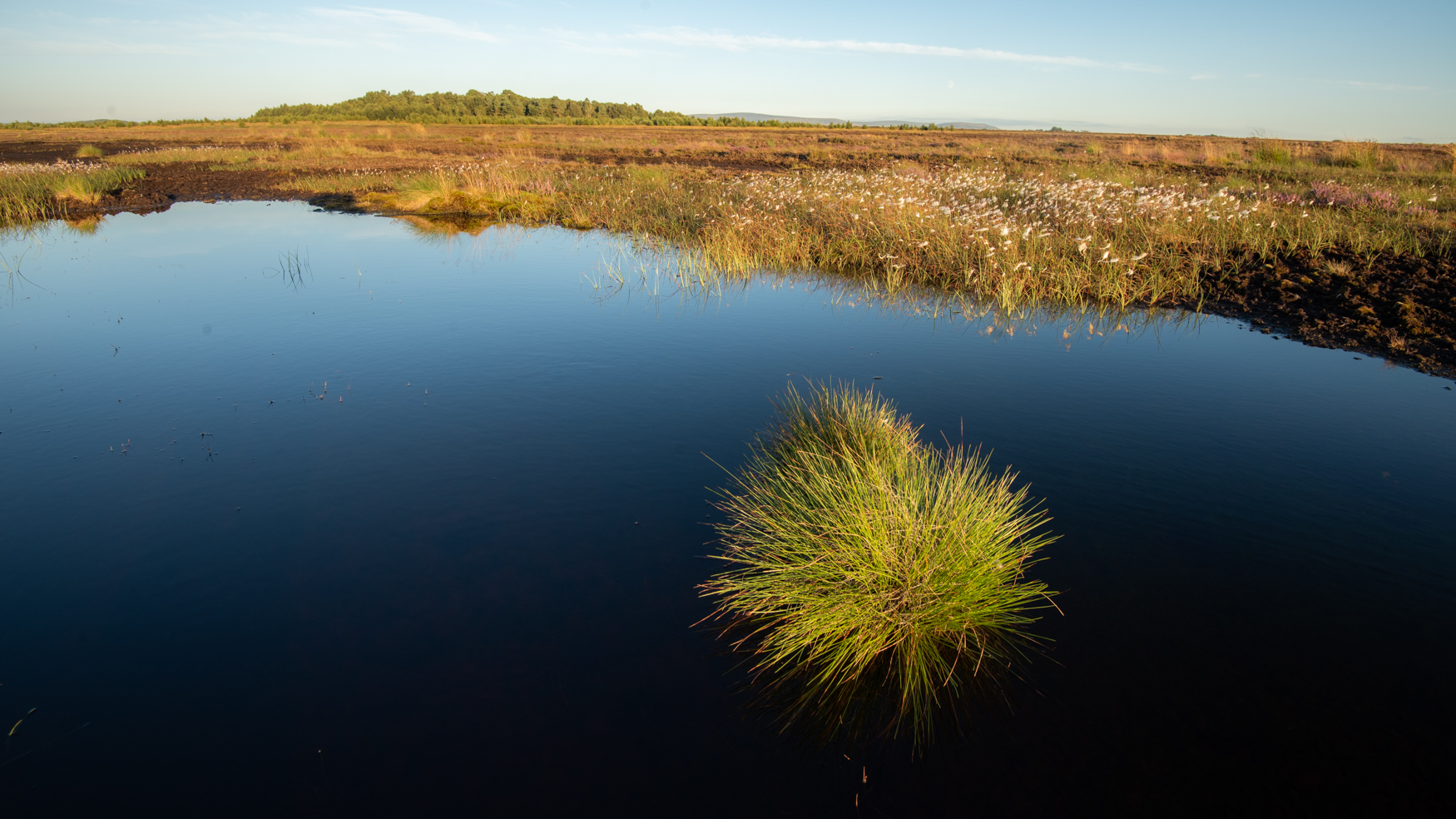 Bolton Fell Moss, view on a summer's day, showing a pool with tuft of grass, cotton grass, exposed peat, and the 'island' of trees beyond.