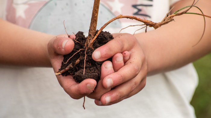 a child's hands holding the root ball of a plant