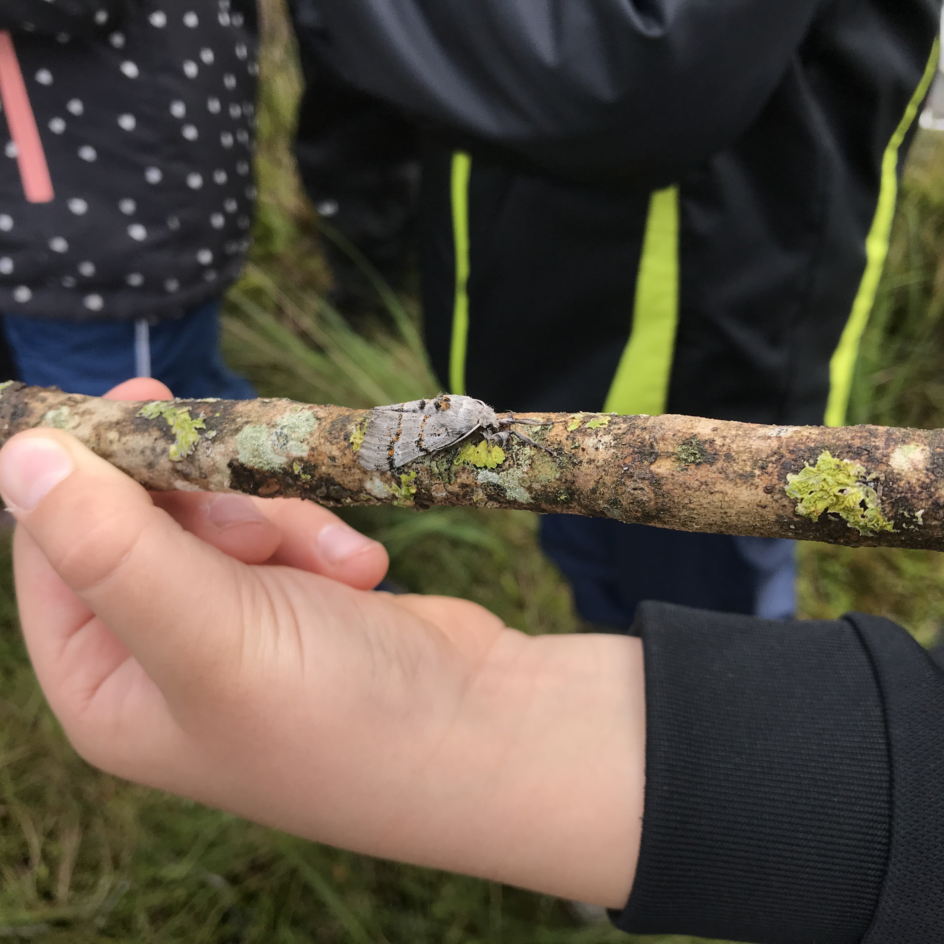 a young child's hands holding a stick with a moth sitting on it