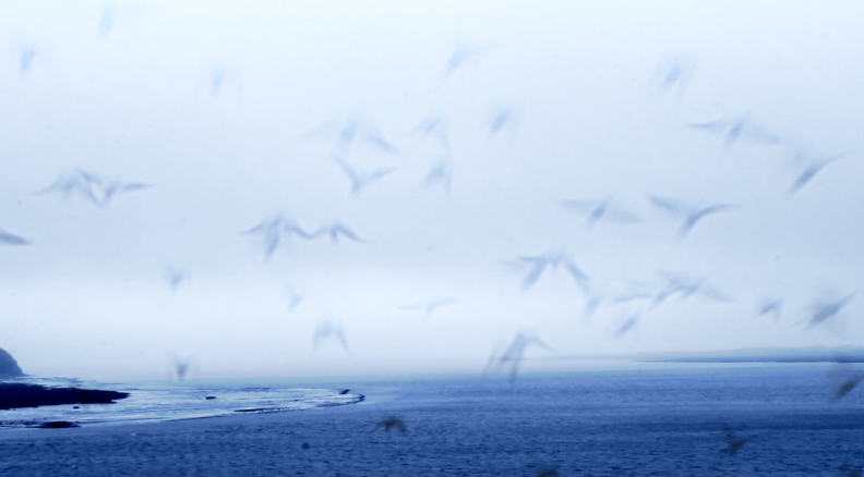 Colin Riley, still from Hearing Places video, showing birds in flight above the sea