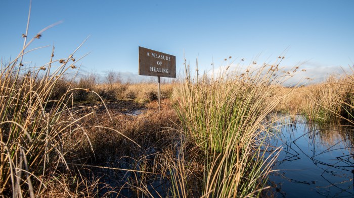 A sign rises from wetland and grasses. Words on the sign read 'A Measure of Healing'