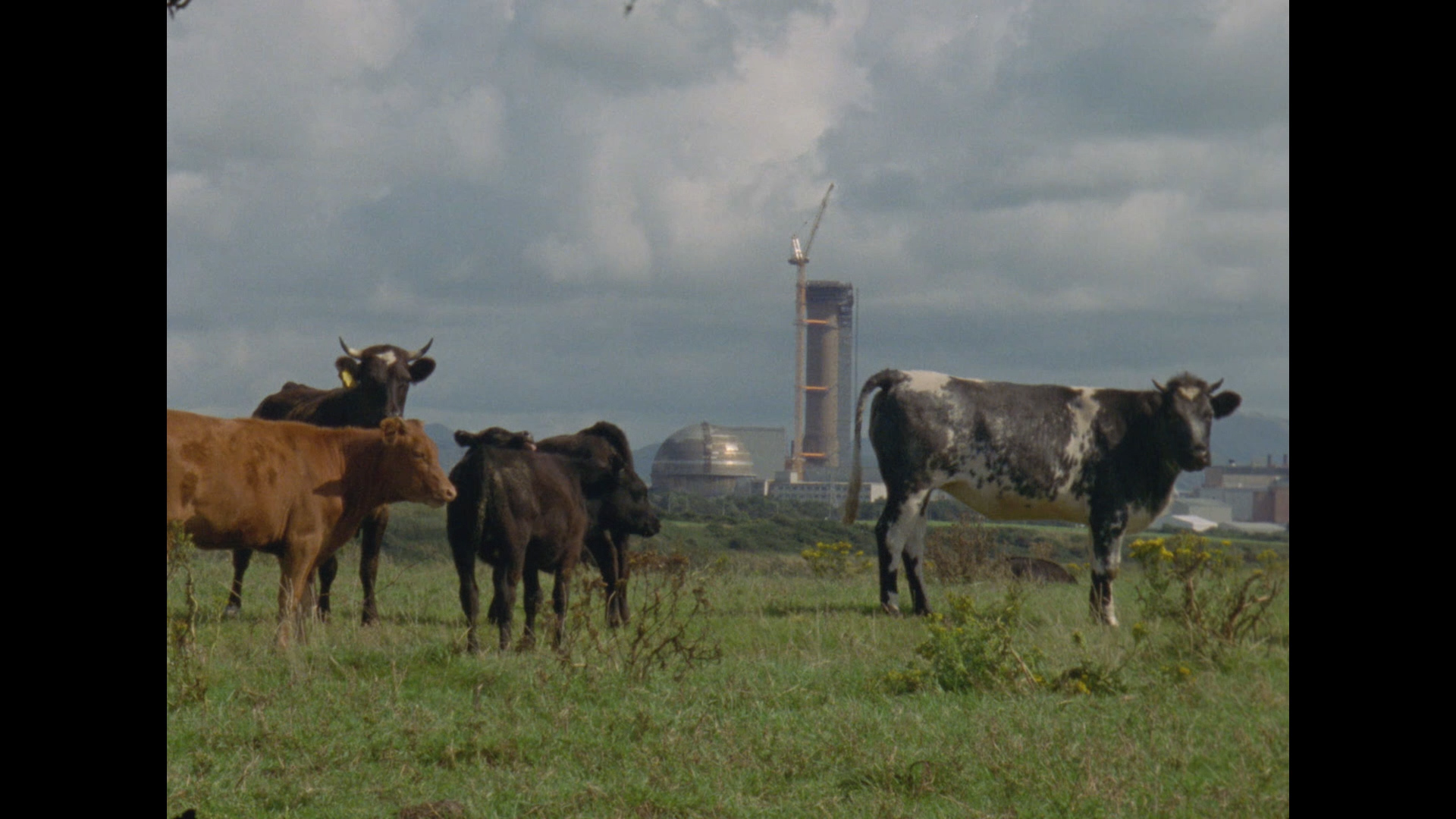 Four cows stand in a grassy field with the towers of a power plant in the background