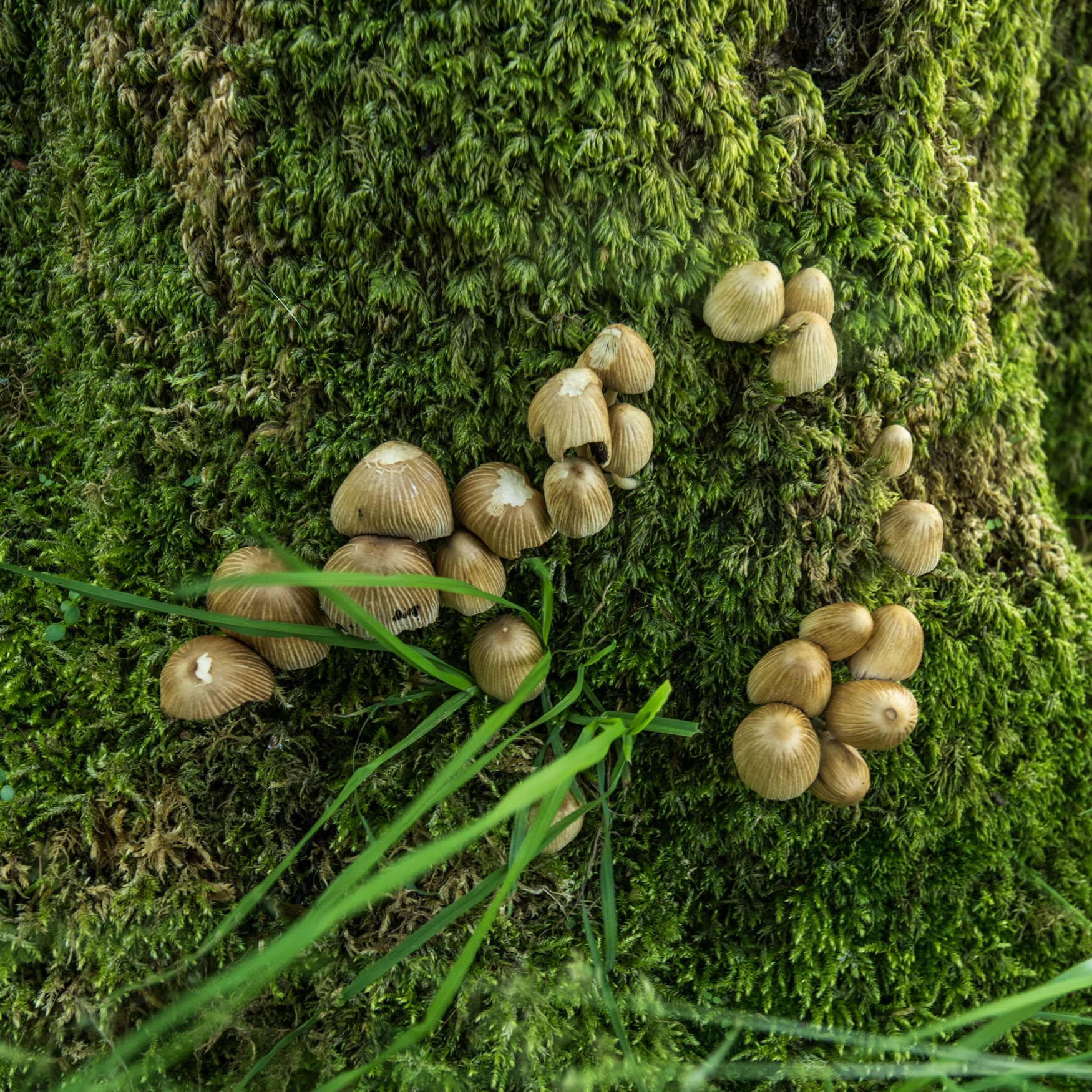 Fungi growing on a mossy tree trunk