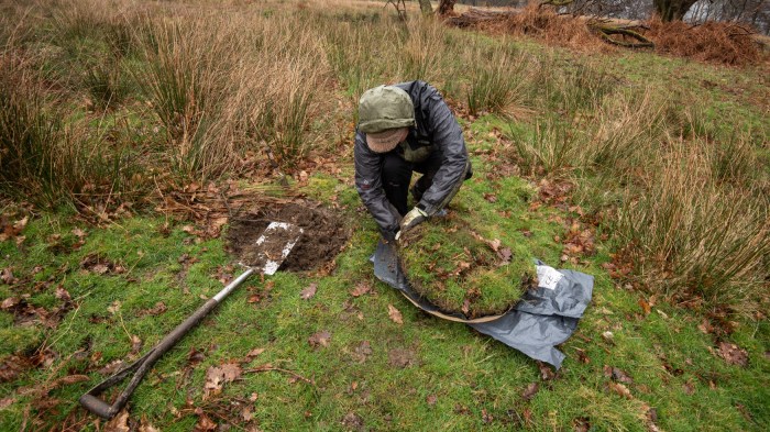 A woman in waterproof clothing bends over a circle of grass-covered earth, with a spade lying next to her