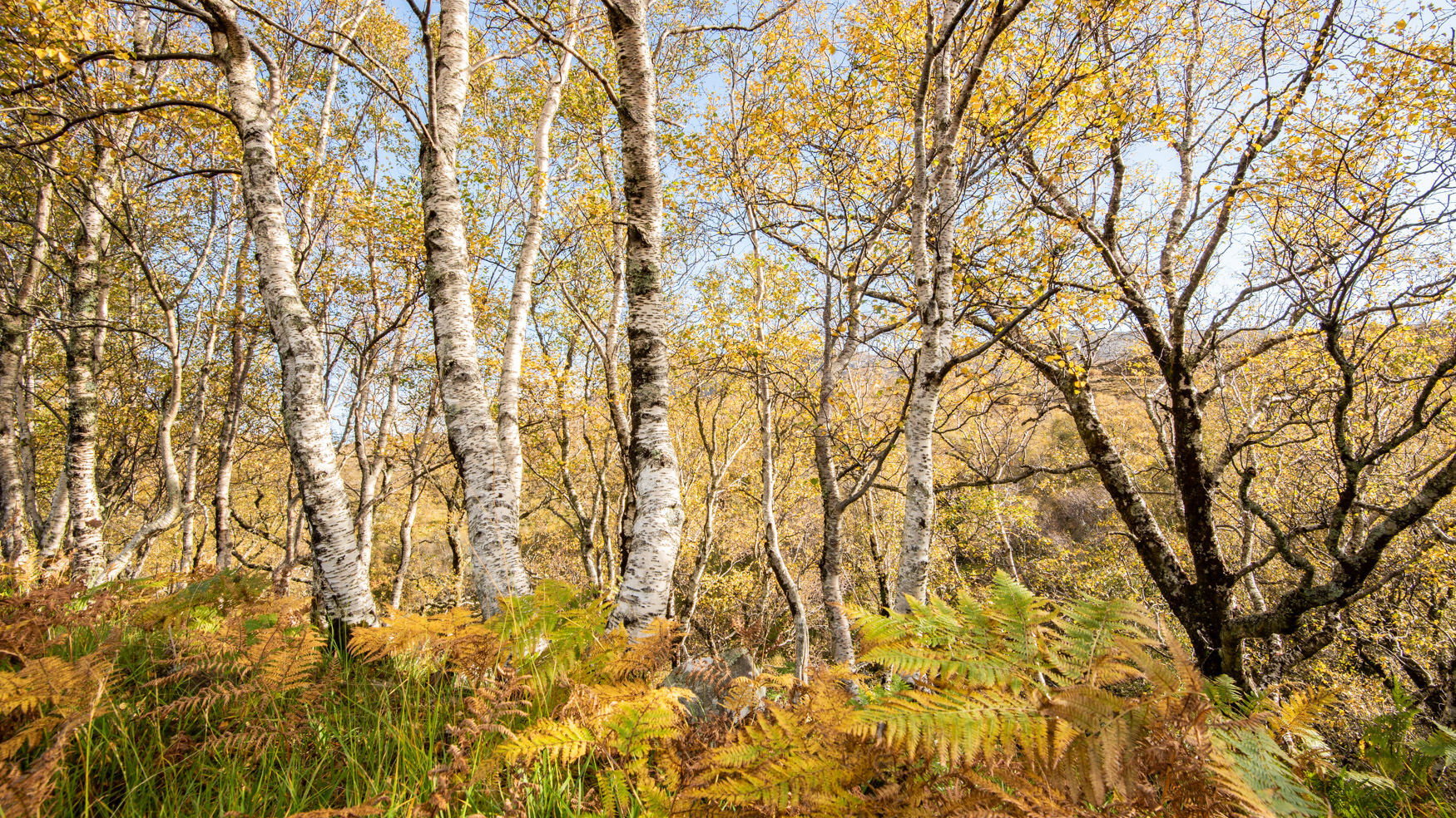 Birch Trees with yellow autumn leaves and ferns in the foreground