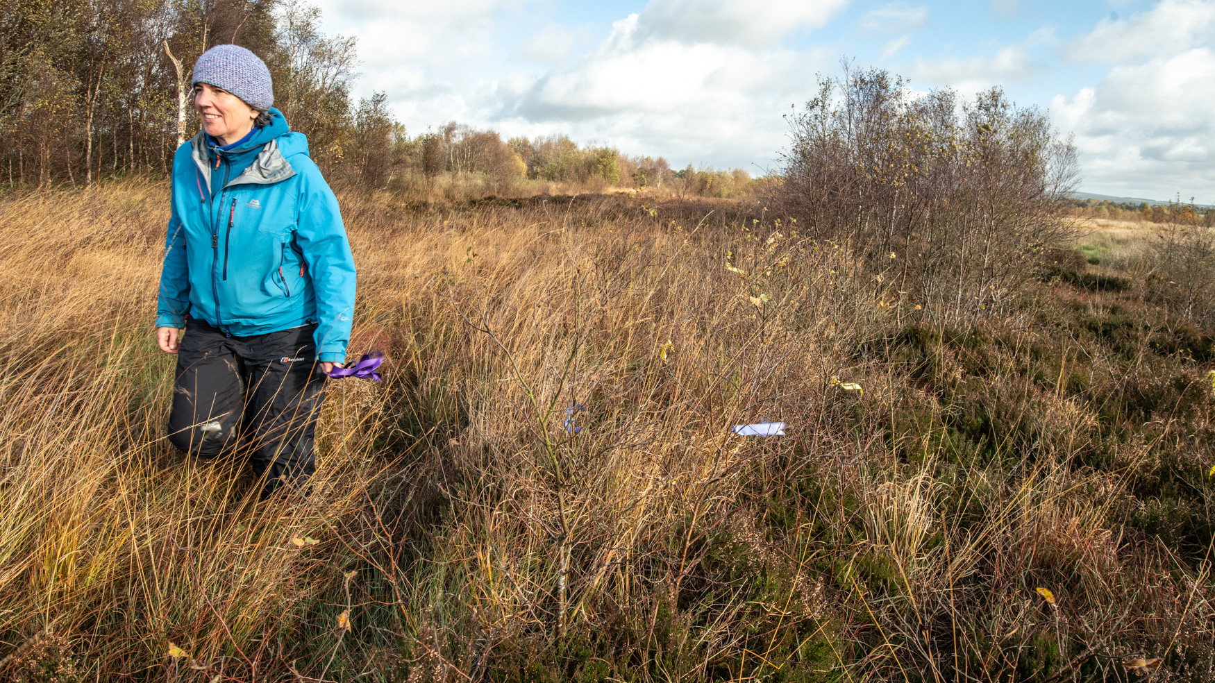 A woman in a blue coat walks among grass and young trees tied with ribbons
