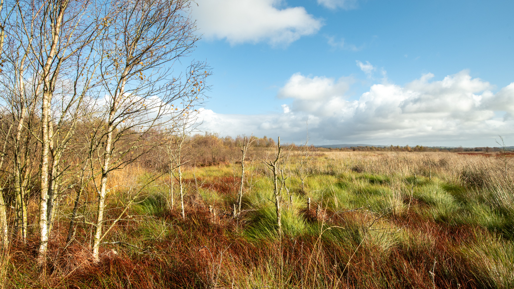 Birch trees and grasses under a blue sky