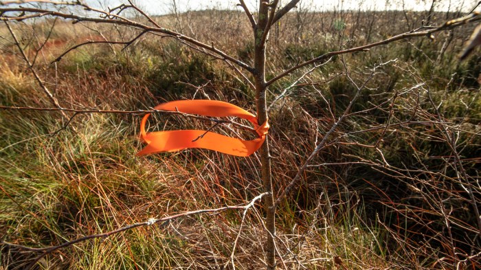 An orange ribbon tied around a young tree