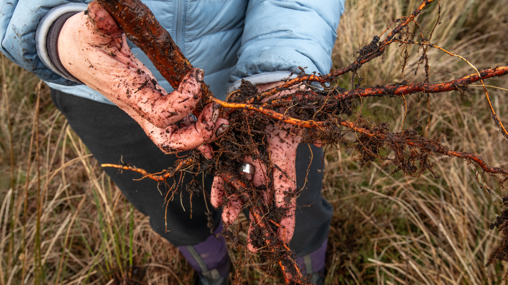 An image of a person's hands, holding a tree by its roots
