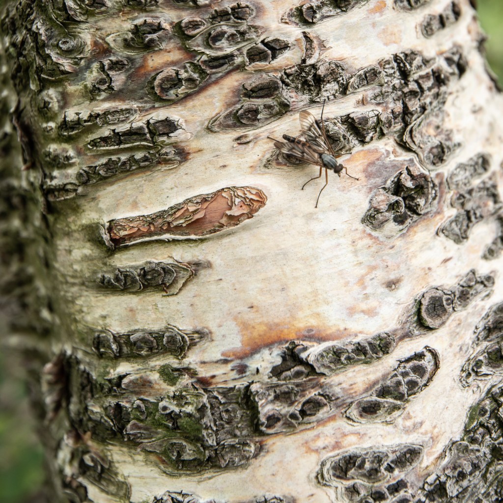 Close up view of the trunk of a birch tree, with a fly