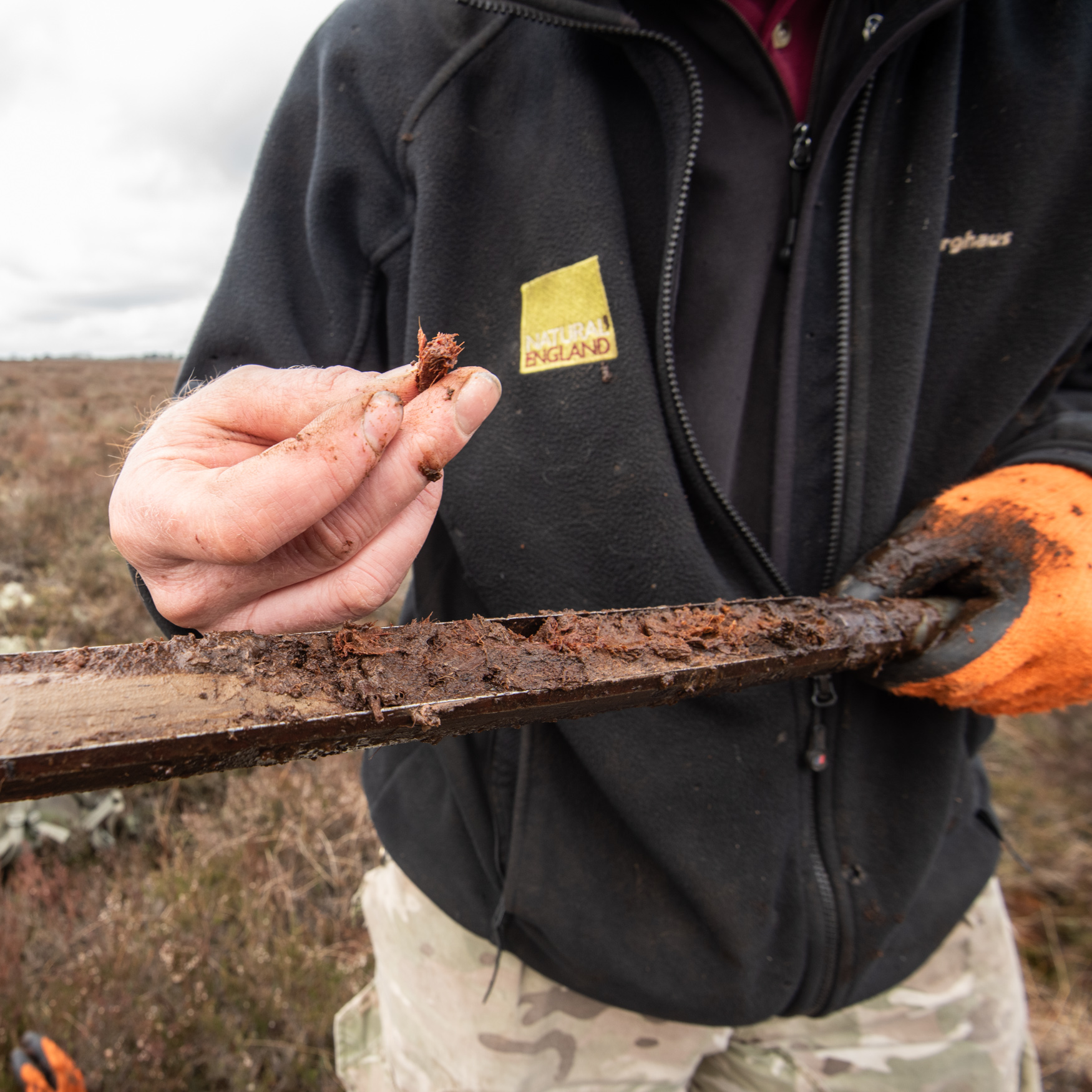 Image shows a metal coring device containing peat, and some woody matter held in a person's fingers