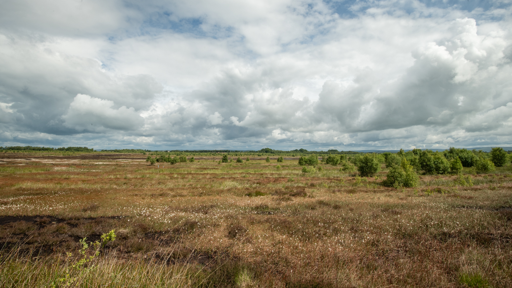 A view across a peat bog showing grasses, trees and wetlands