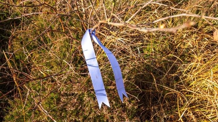 a purple ribbon tied around a young birch tree