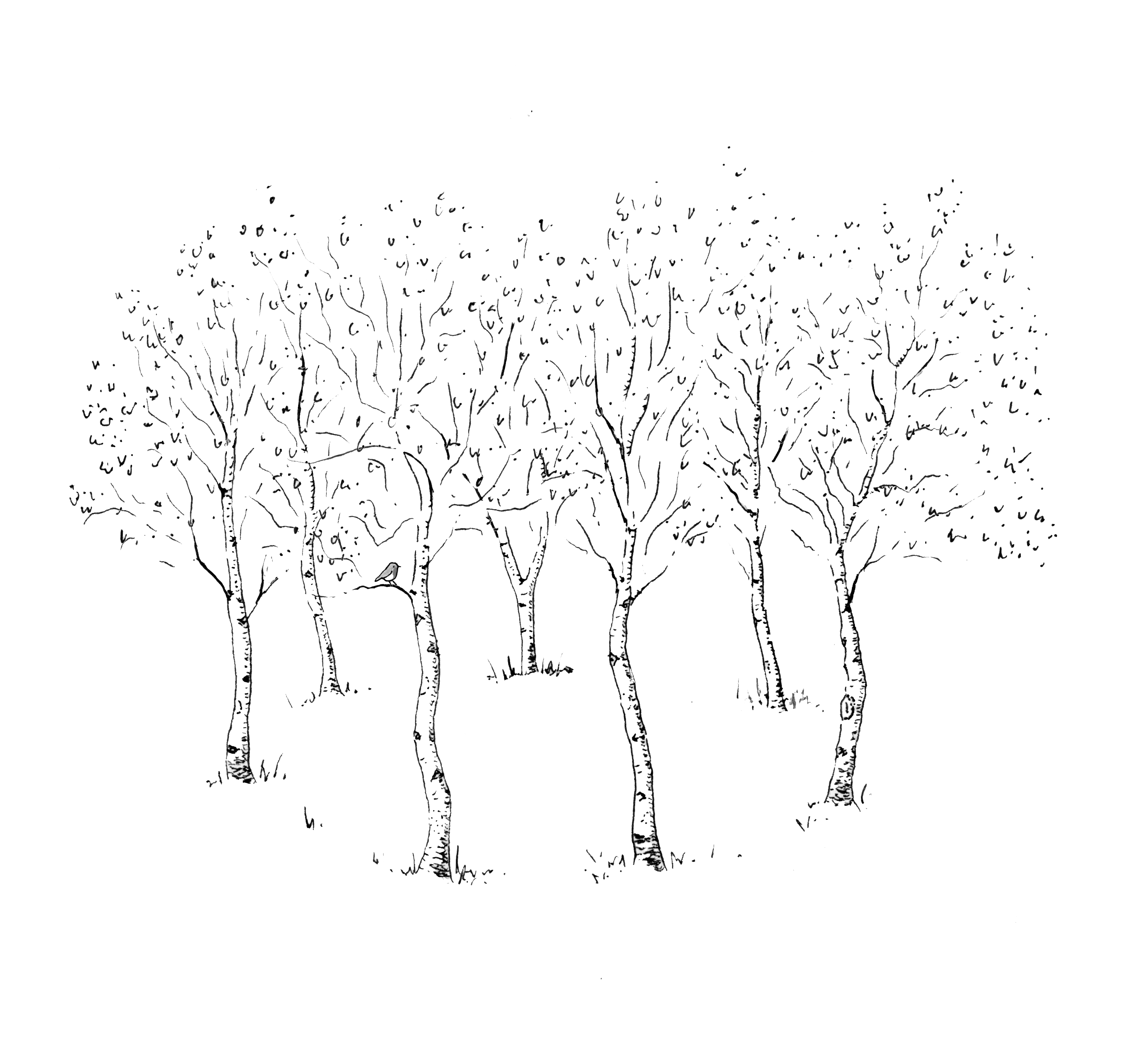 An illustration of seven birch trees in black and white, with a robin in one of the trees