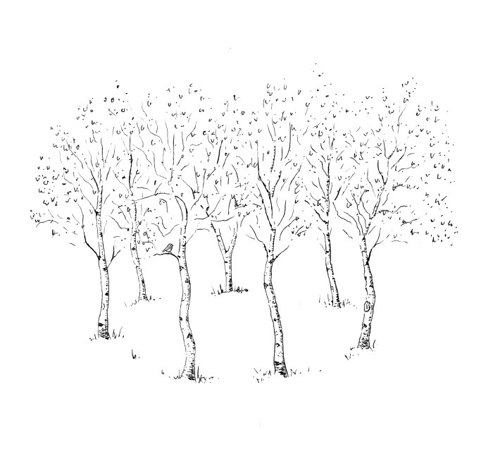 An illustration of seven birch trees in black and white, with a robin in one of the trees