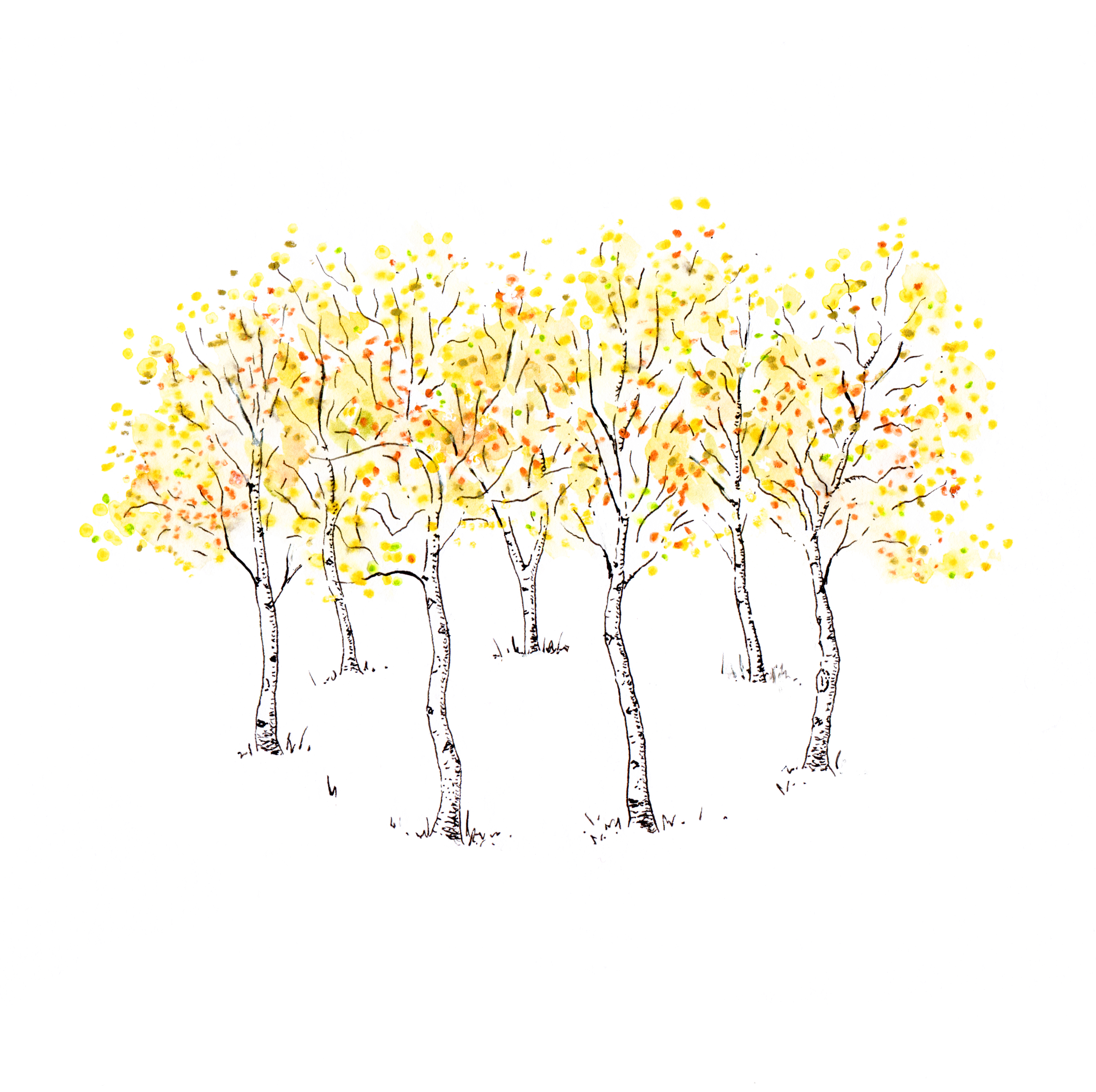 An illustration of seven silver birch trees with golden leaves