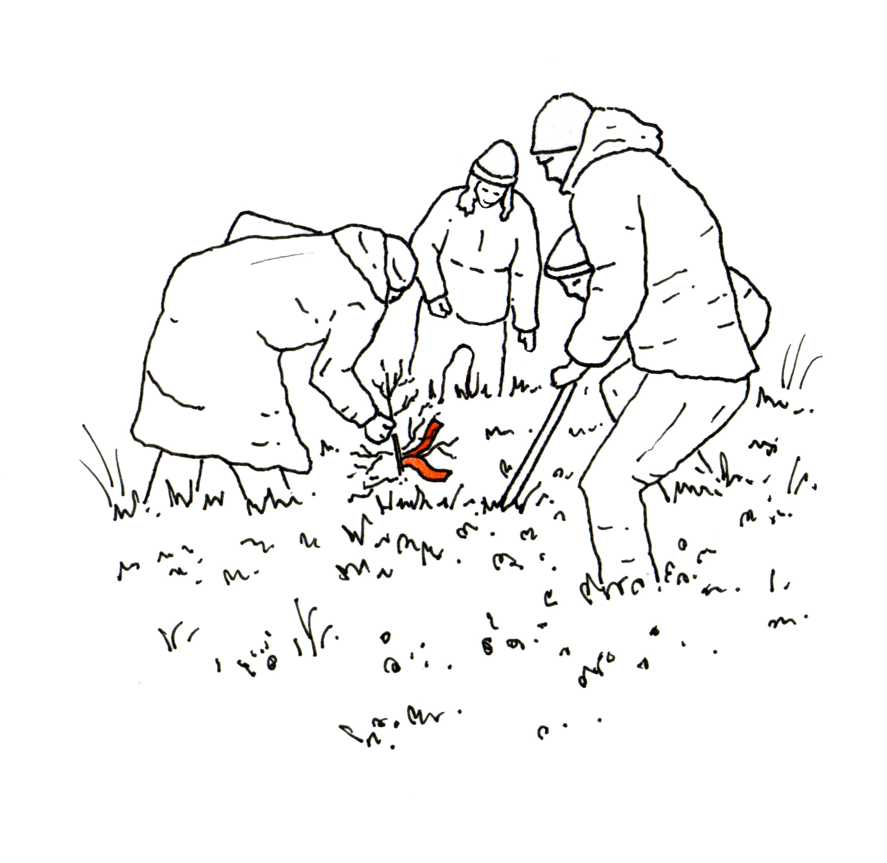 A line drawing showing people working together to dig up a young tree