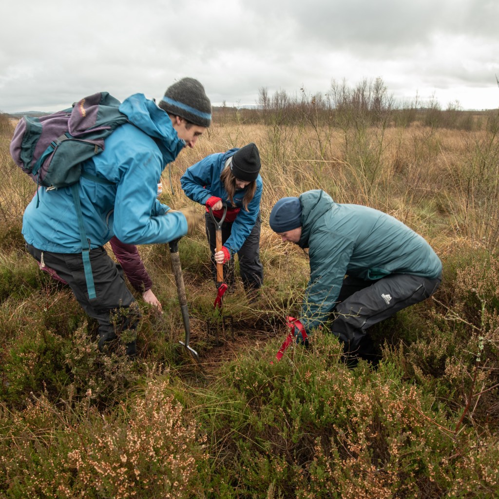 Three people work to dig up a tree. Two have large garden forks and one person bends down.