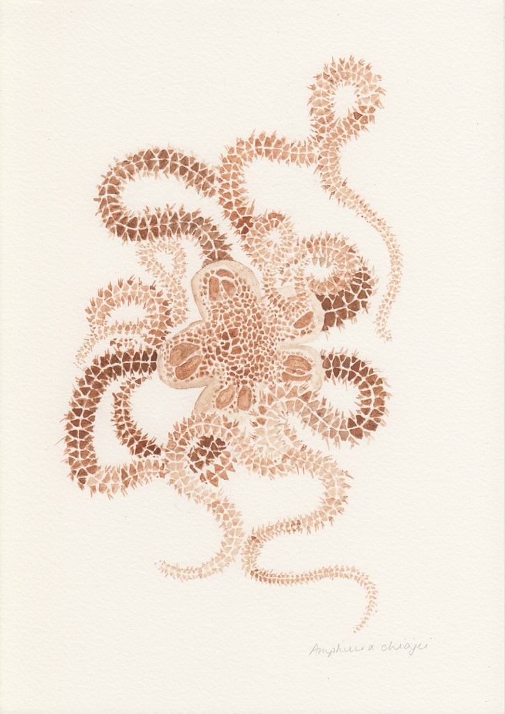An illustration in brown paint showing a sea creature