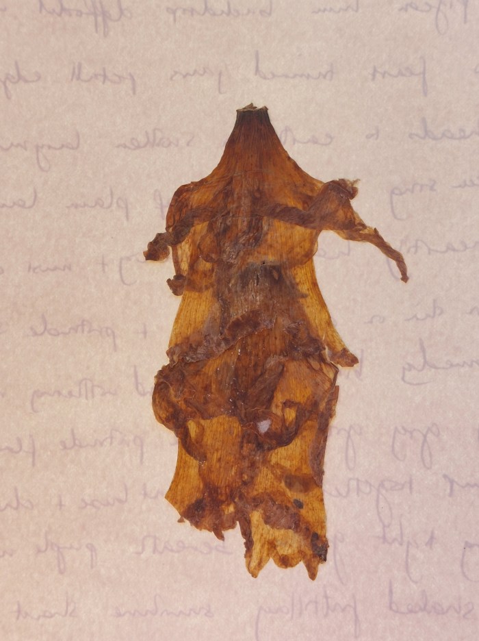 A dried and pressed daffodil, brown in colour, laid over paper with faint traces of handwriting