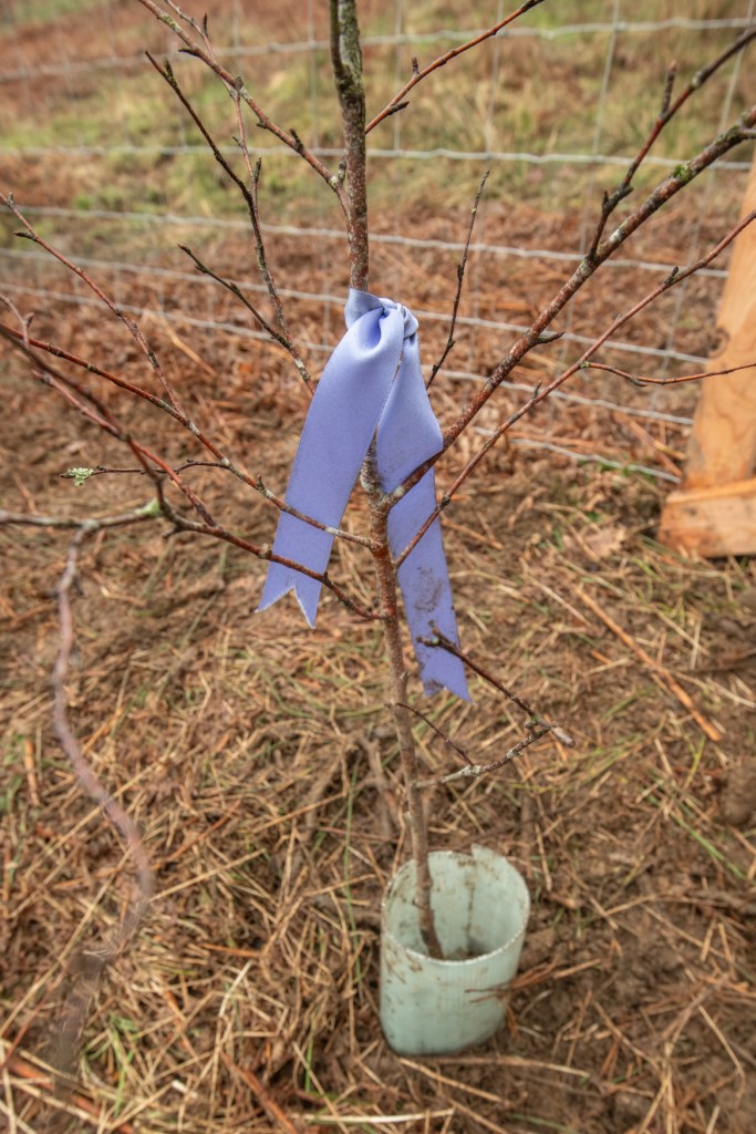 A small tree with a light purple ribbon around it