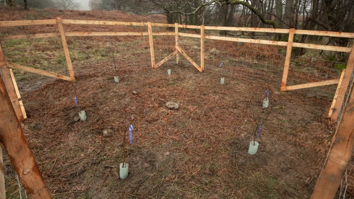 Image shows a wooden tree enclosure, and a circle of small trees each with a purple ribbon, and a green protective collar at the base