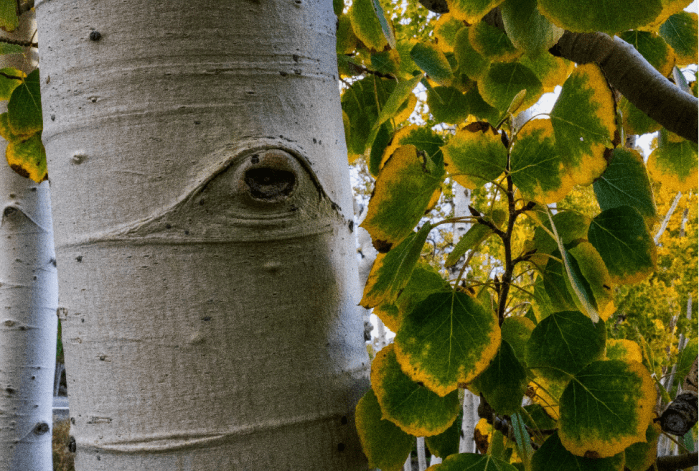Two aspen trunks with pale bark on the left of the image, on the right many leaves fill the frame, they are green with yellow edges and all grow from one twig.