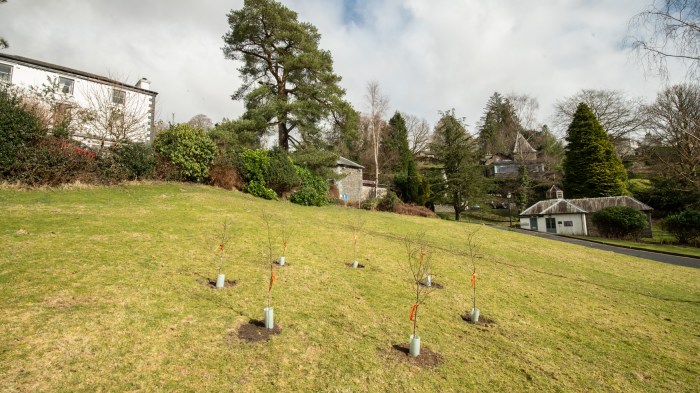 Seven small trees dressed with orange ribbon and planted in a circle on a grassy hill