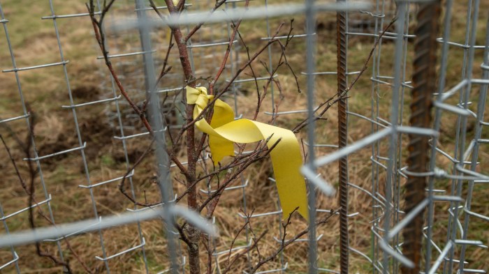 A close up image of a yellow ribbon tied around a small tree, which is surrounded by a metal cate