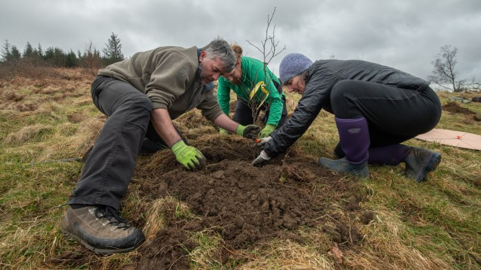 Three people crouch down as they plant a young tree