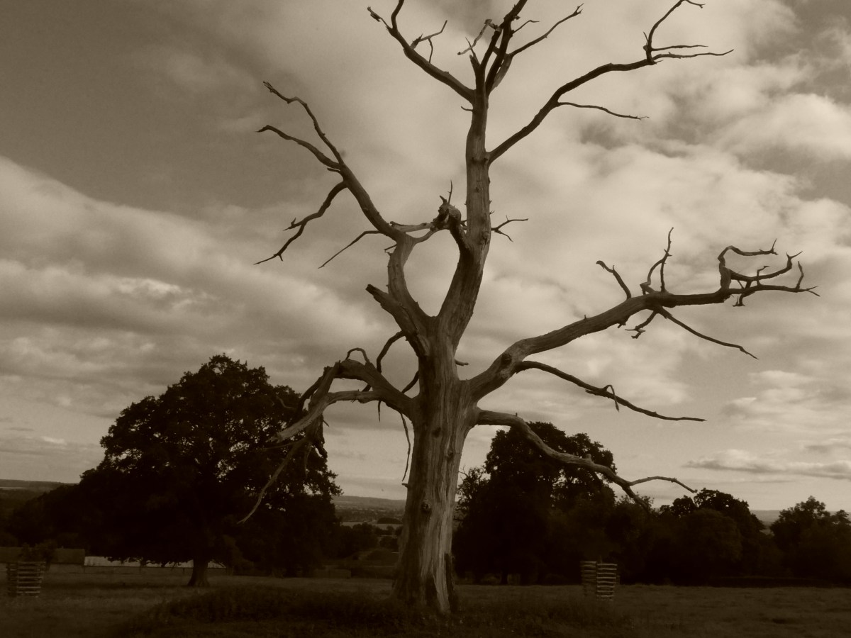 Ghost Trees – Richard&nbsp;Gilbert