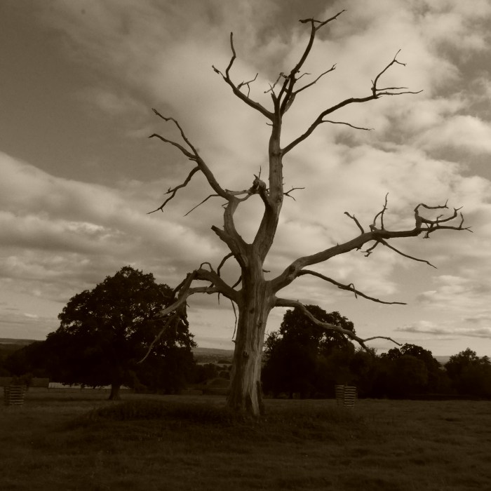 Black and white photograph of a dead oak tree standing in a field, live trees are visible behind it and the sky is moody with rolling clouds.