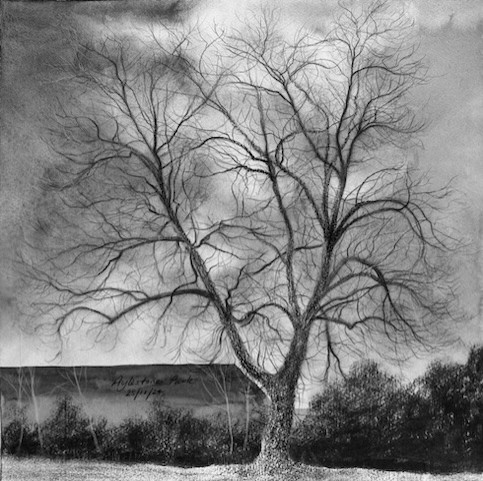 Black and white drawing of a black poplar tree in winter, the tree has no leaves and long, fluid branches. There are bushes and a hill behind the tree, the sky is murky.