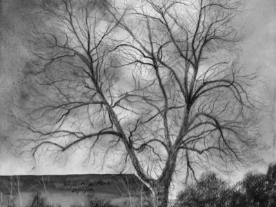 Celebrating our Native Black Poplar – Richard&nbsp;Bavin