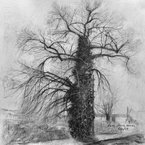 Black and white drawing of a female Black Poplar tree in winter, the trunk is thick and gnarled, the branches have no leaves. The tree sits in a hilly landscape, there are faint outlines of other, smaller, trees and fields.