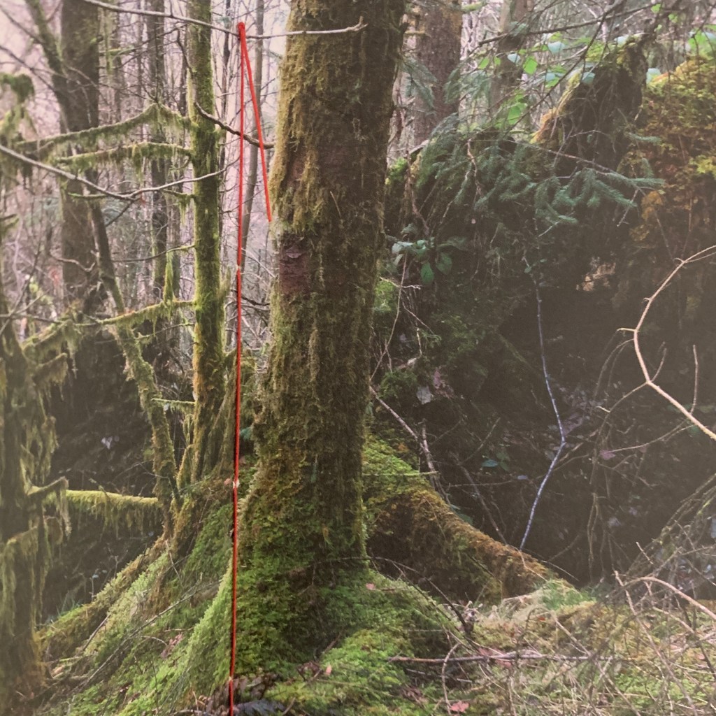 An image of a forest, with trees and moss, and red stitching on the image, which is shown in a hand-made book
