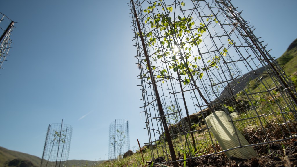 A small birch tree growing inside a metal tree cage, with the sun behind