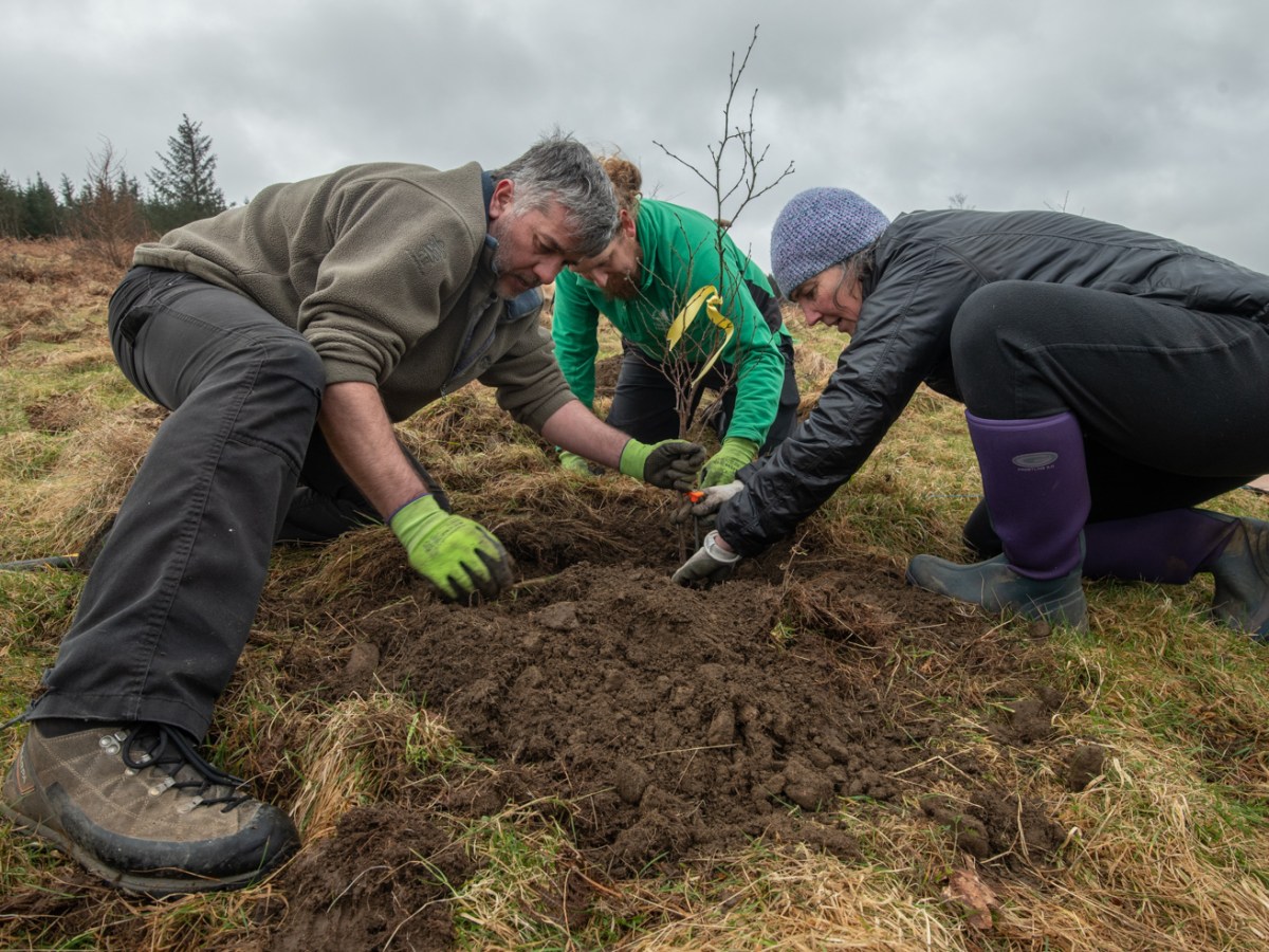 Resonance Birch Circles – the&nbsp;plantings