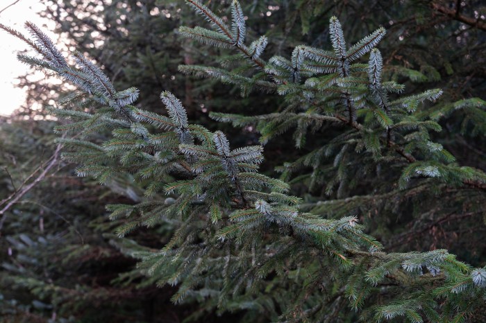 An image of branches of a pine tree with green needles (sitka spruce)