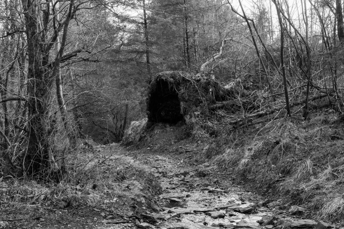 A black and white image of a woodland where a large tree has fallen and reveals its roots